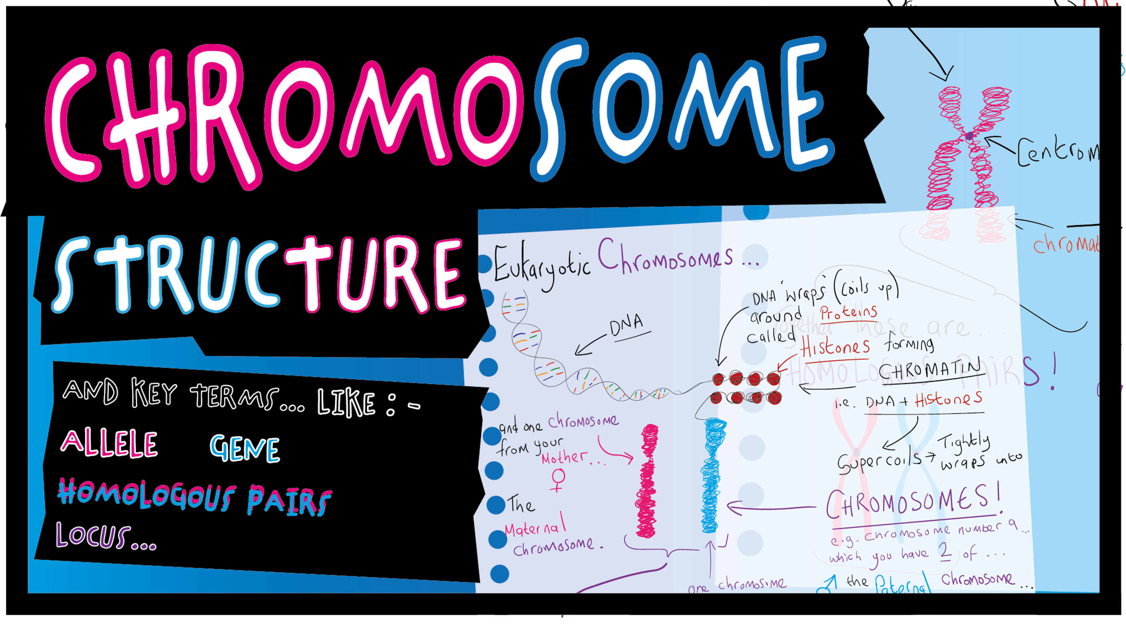 A Level Biology Chromosome Structure